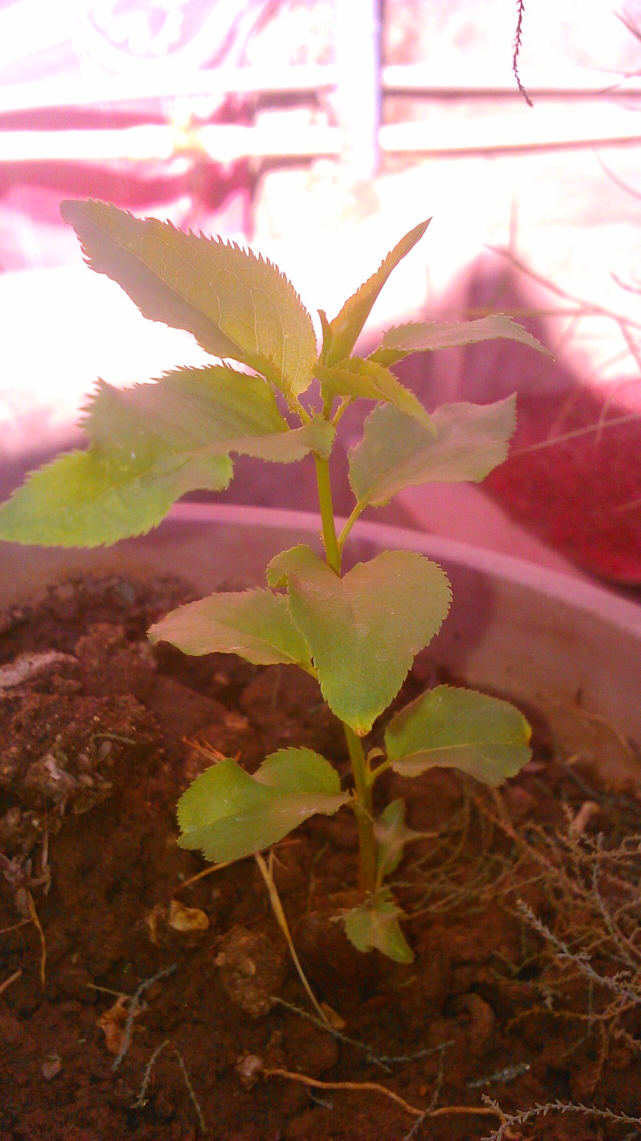 Apricot