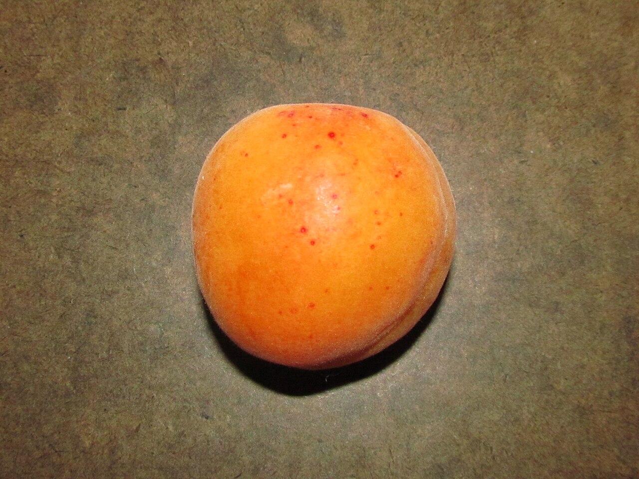 Apricot