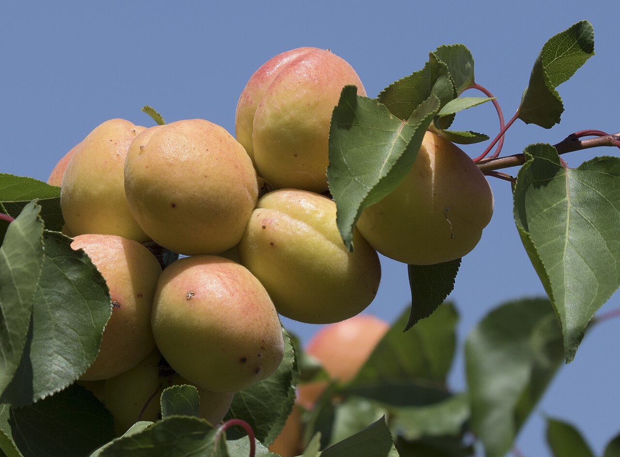 Apricot