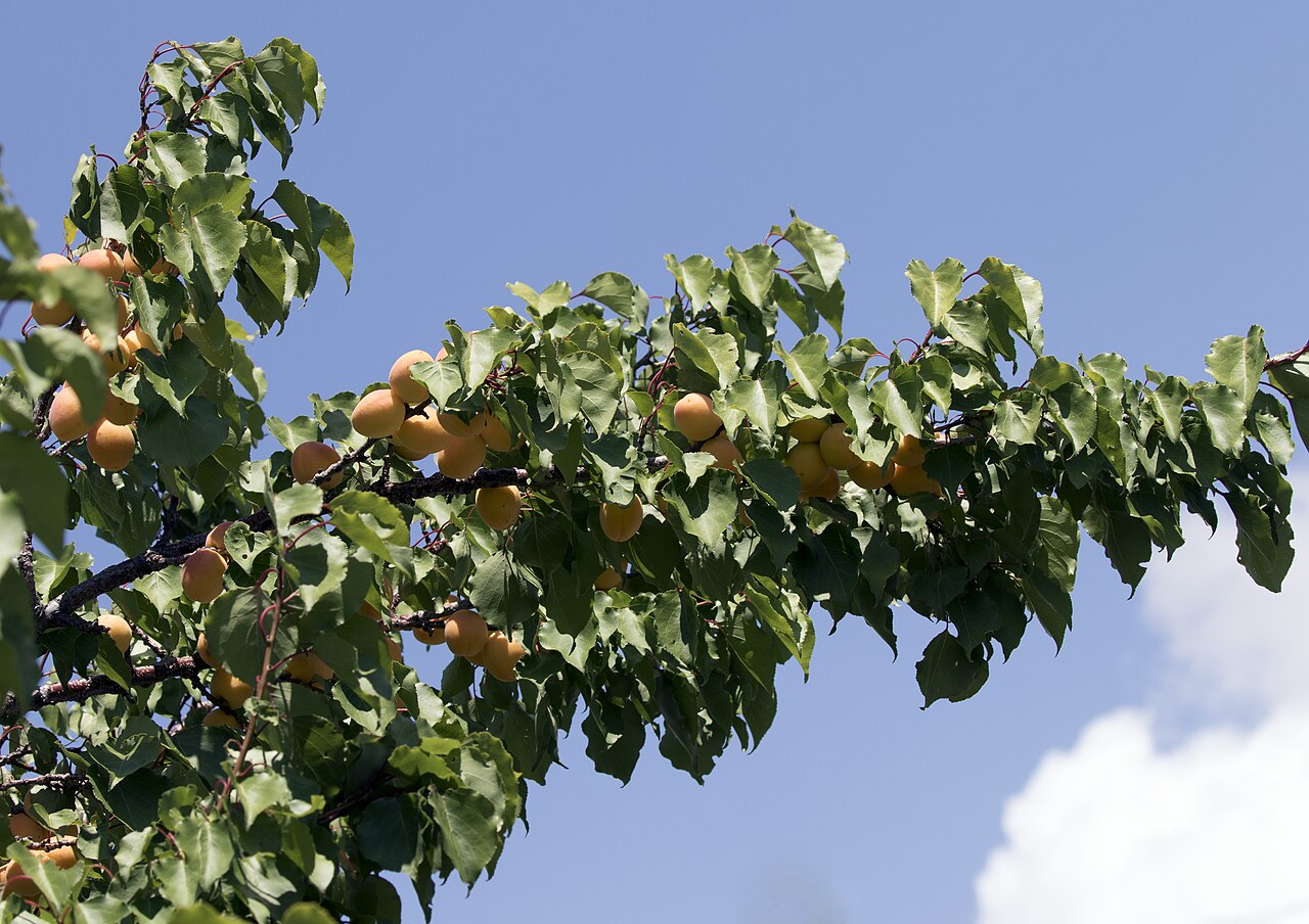 Apricot
