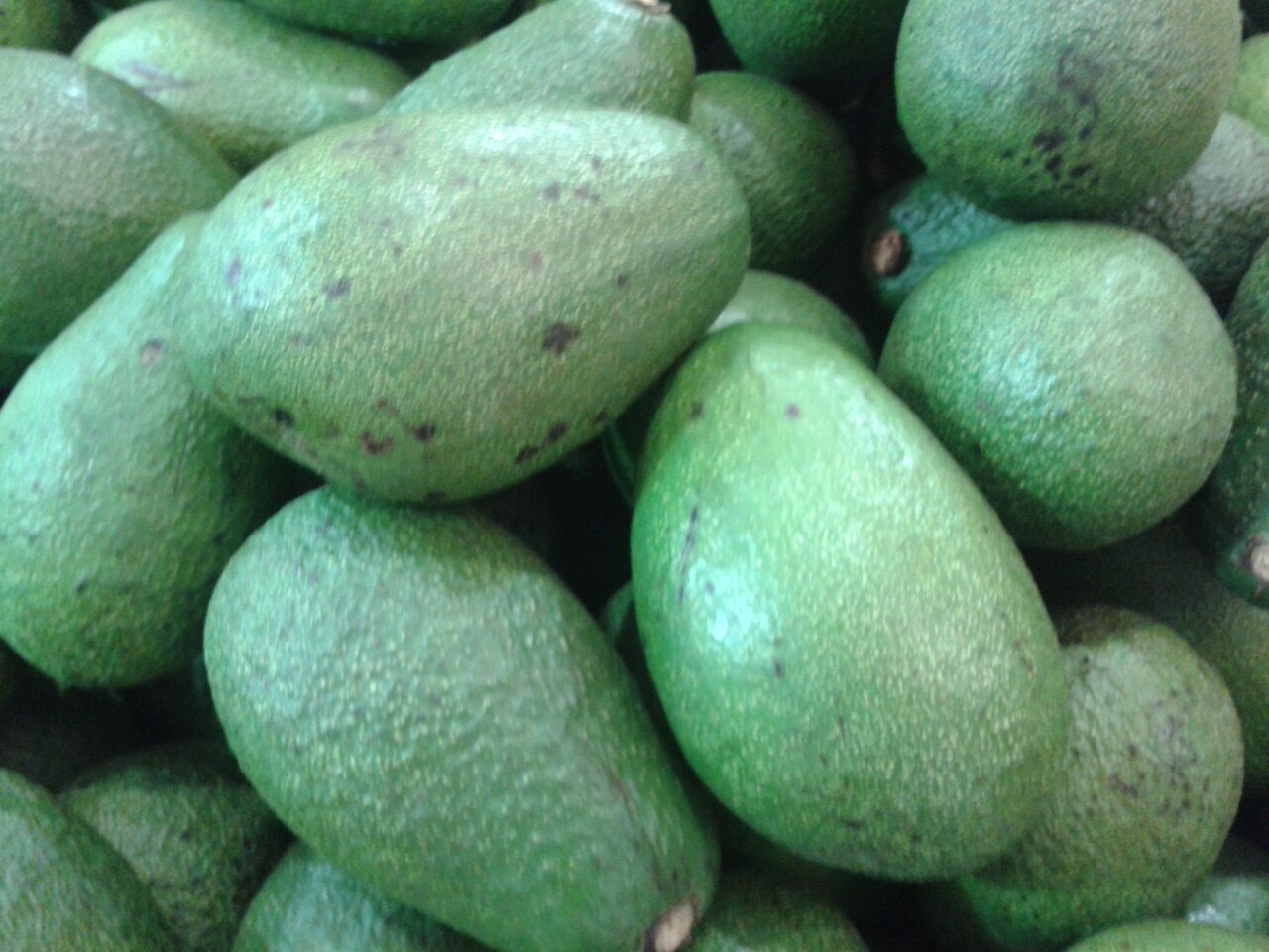 Avocado