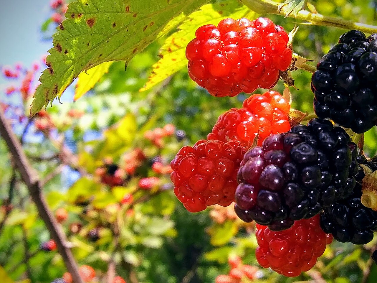 Blackberry