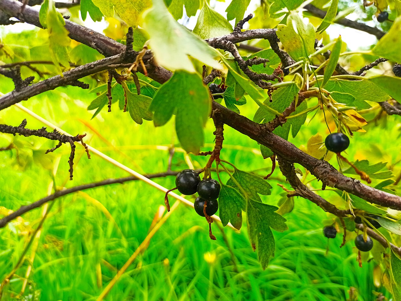Blackcurrant