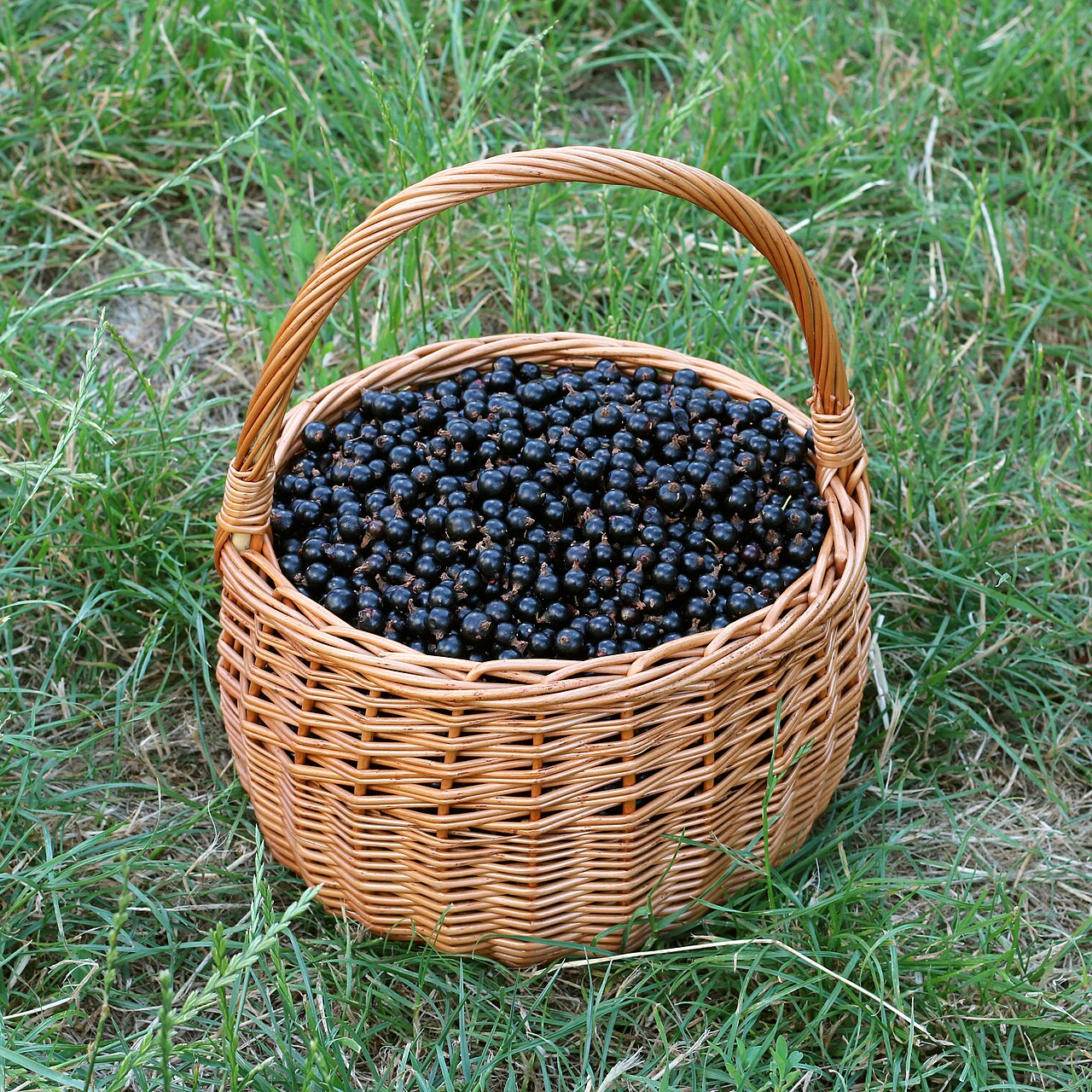 Blackcurrant