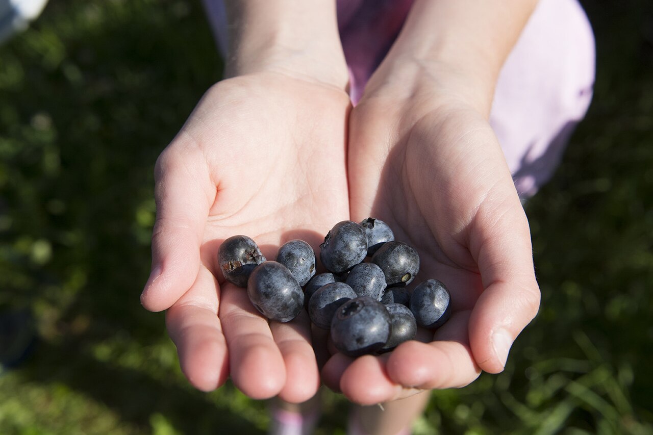 Blueberry