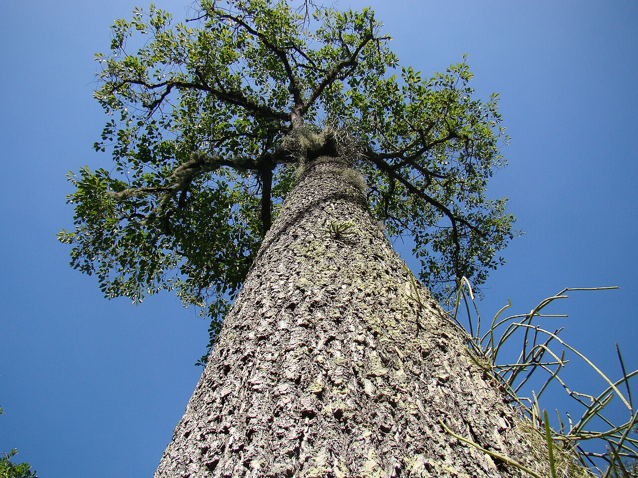 Brazil nut