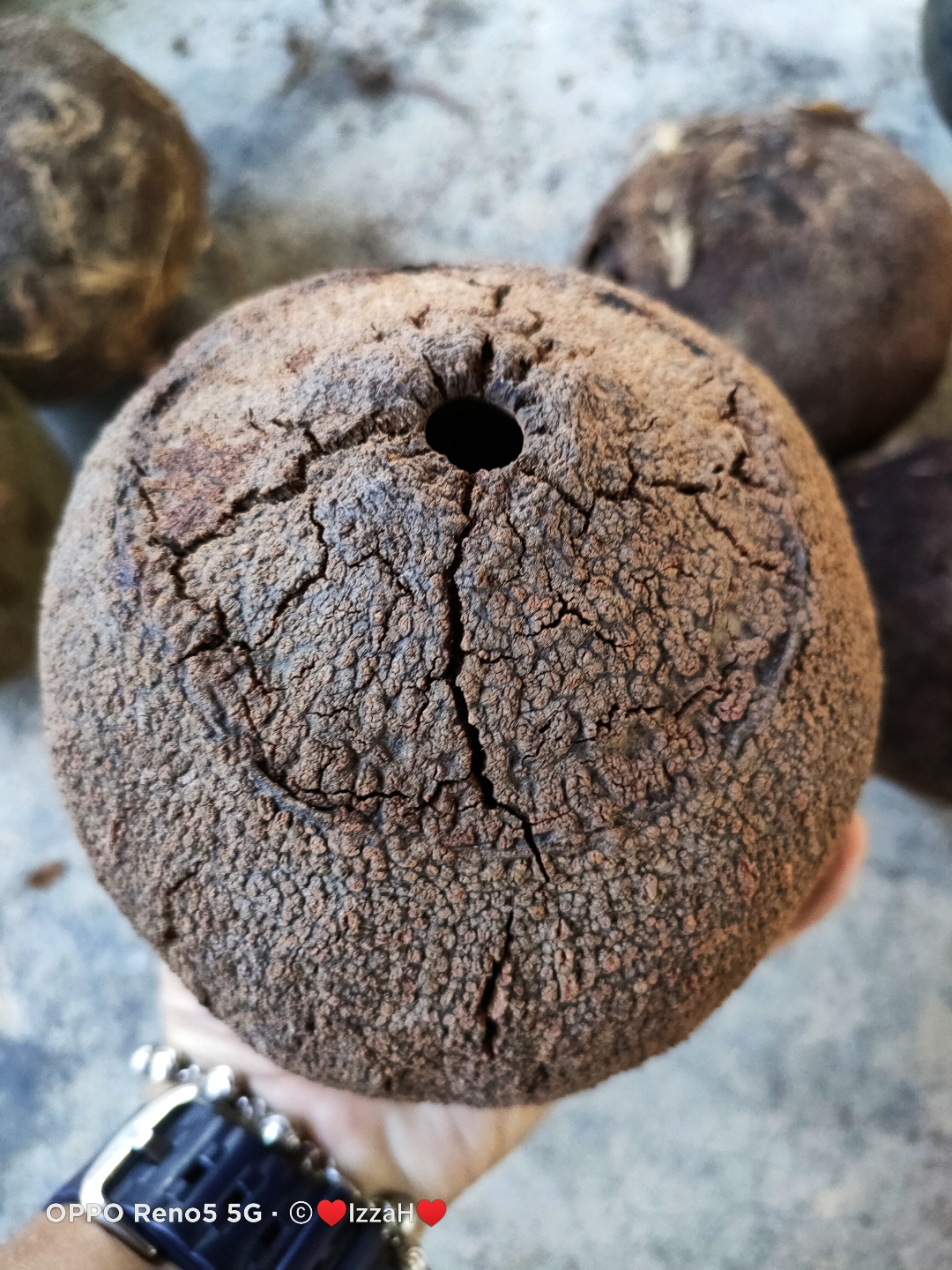 Brazil nut
