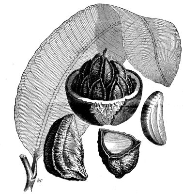 Brazil nut