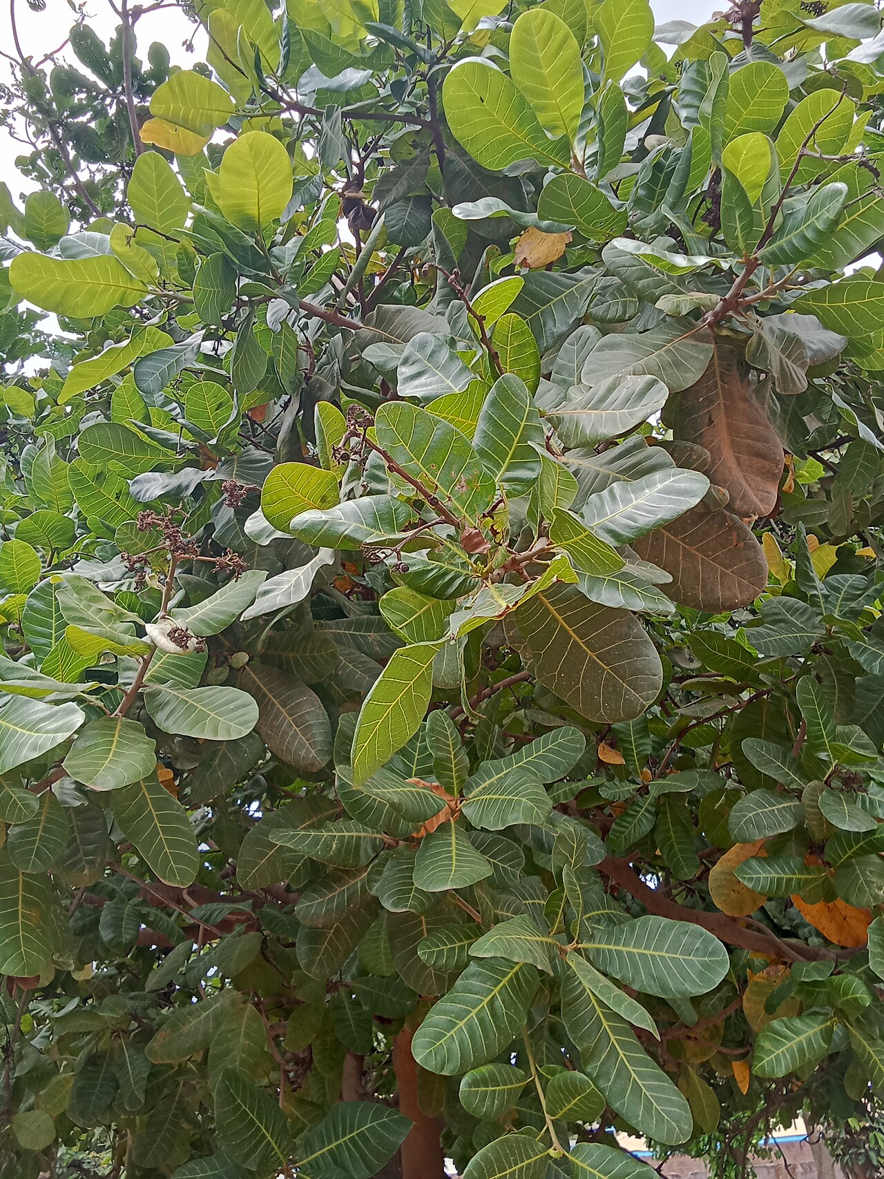 Cashew