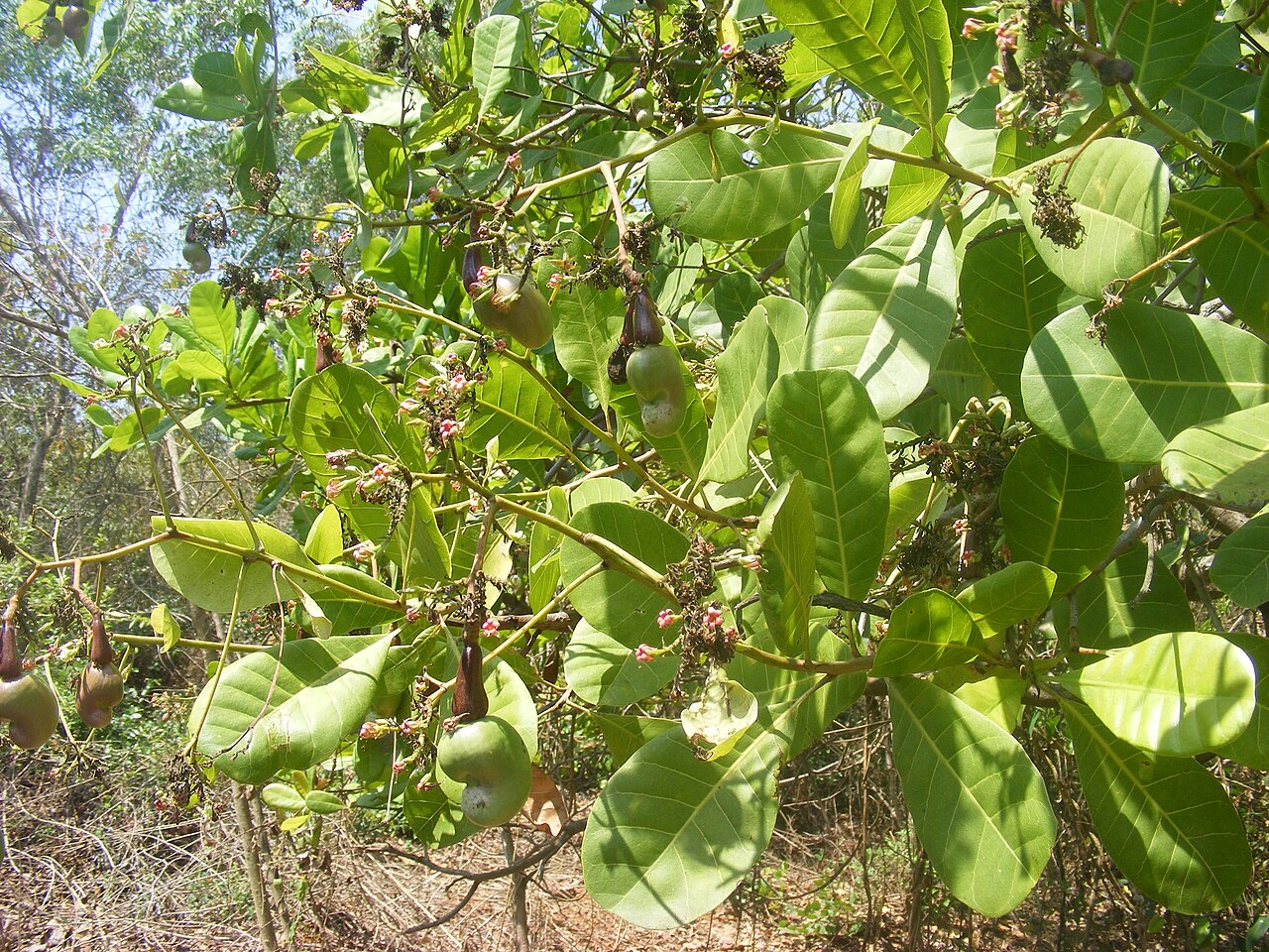 Cashew