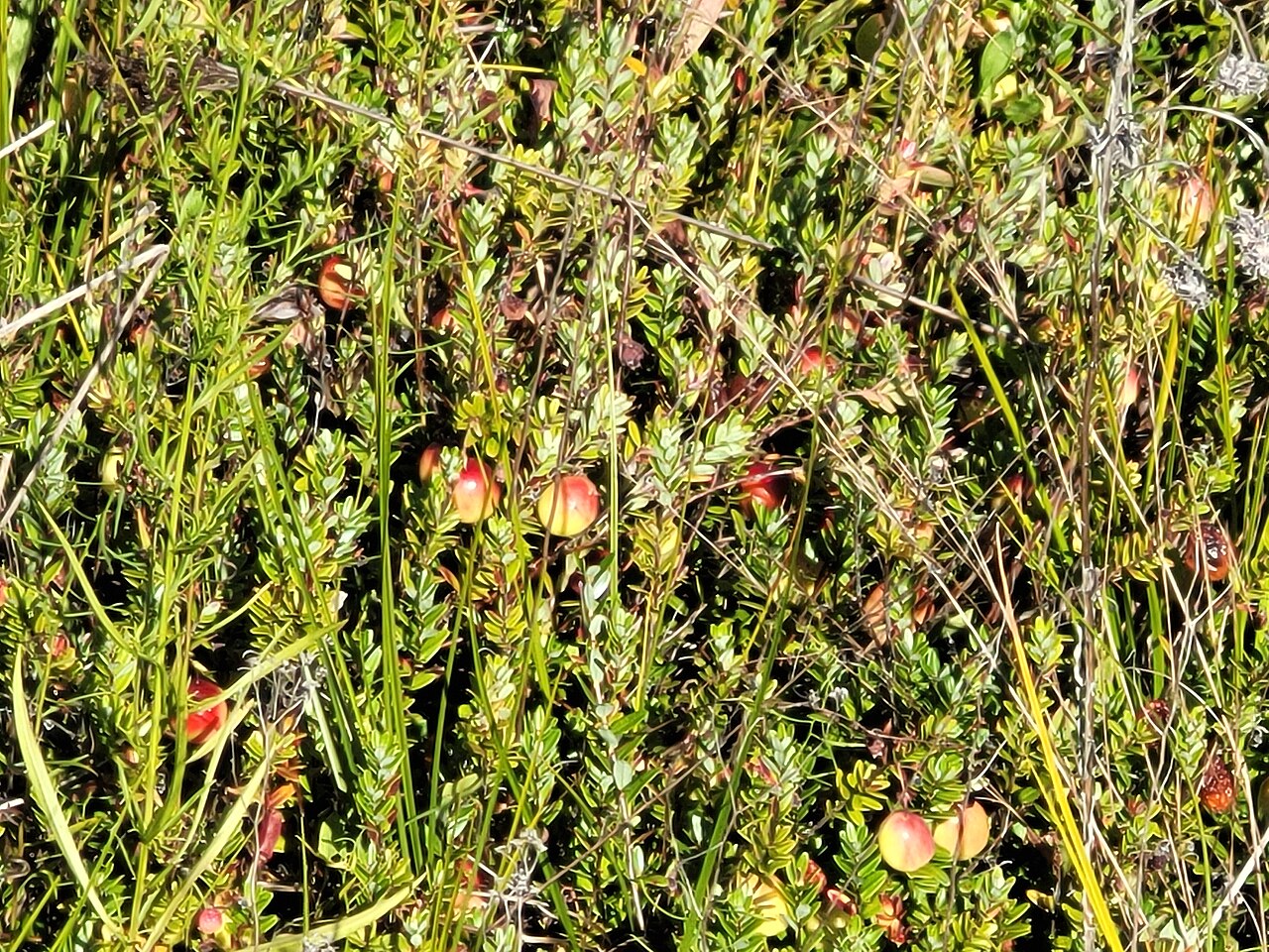 Cranberry