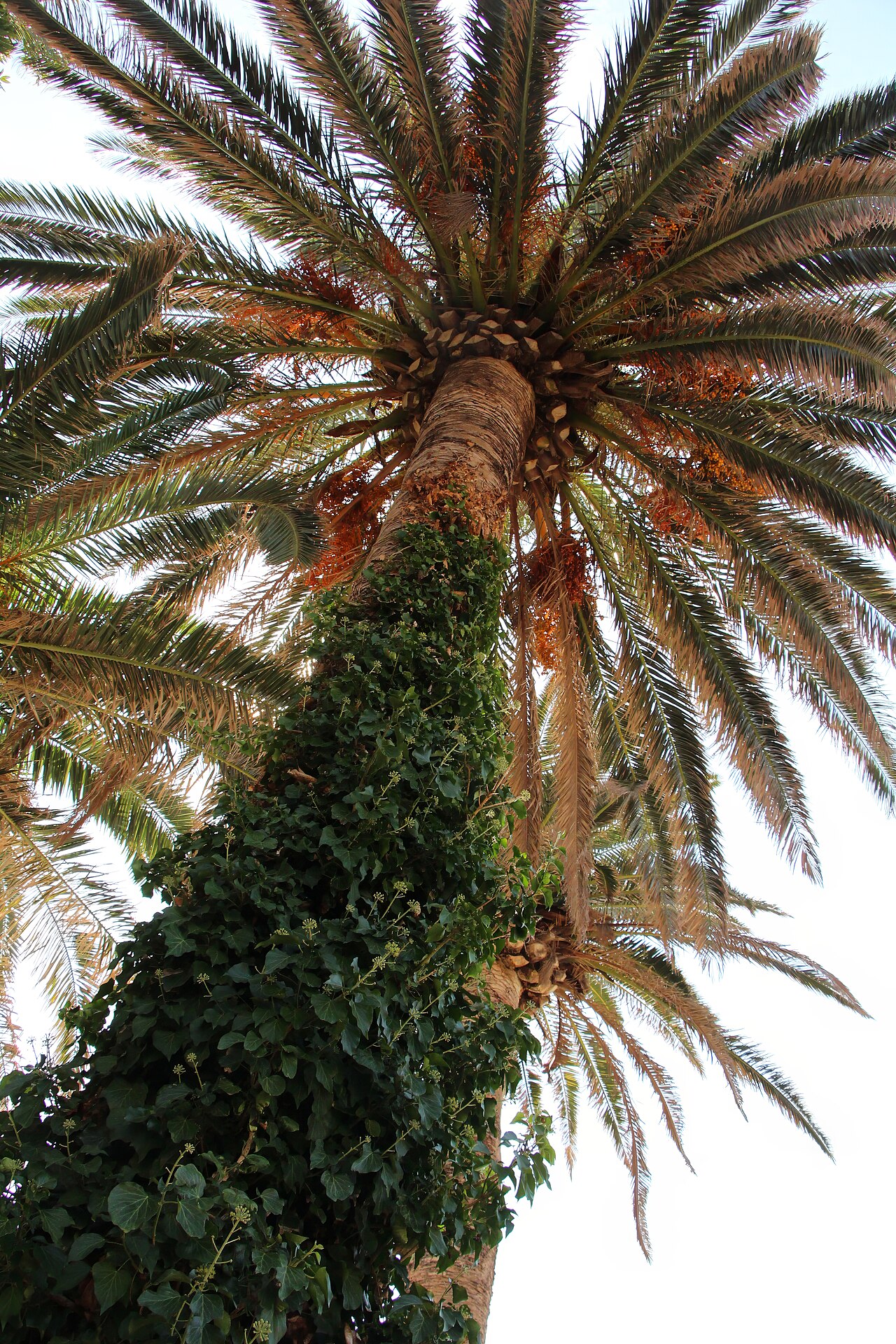 Date palm