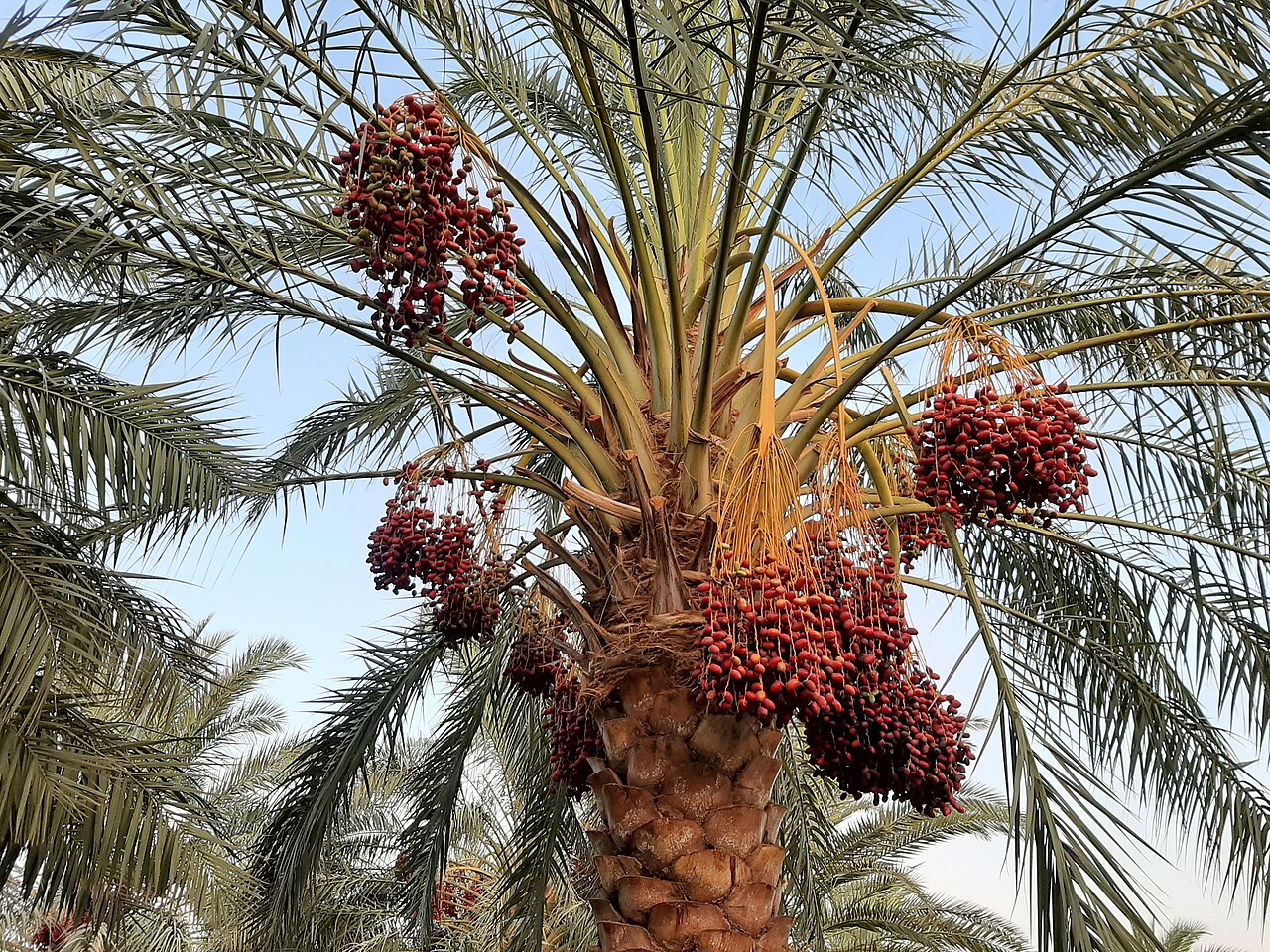 Date palm