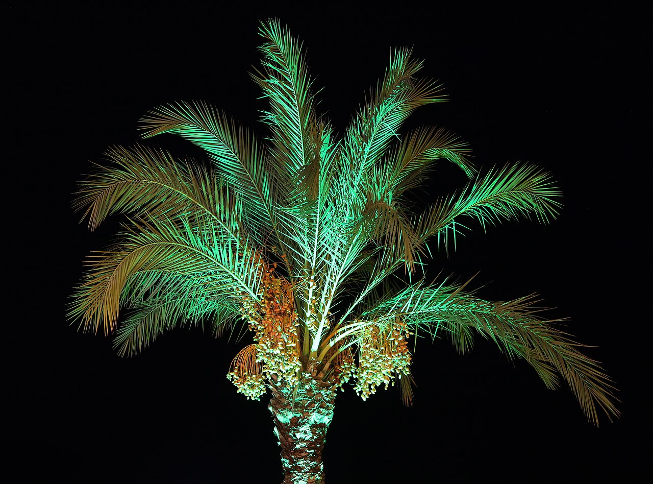 Date palm