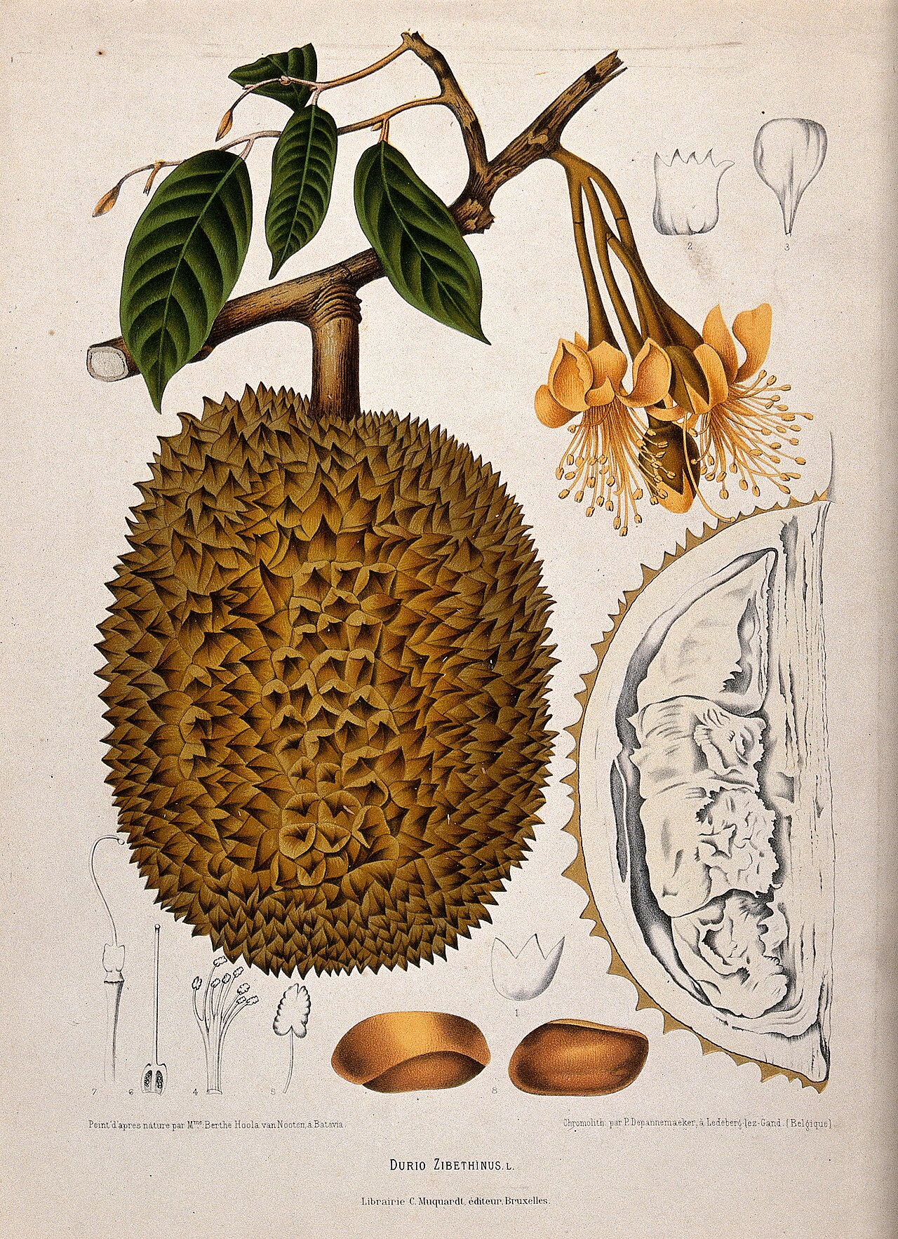 Durian